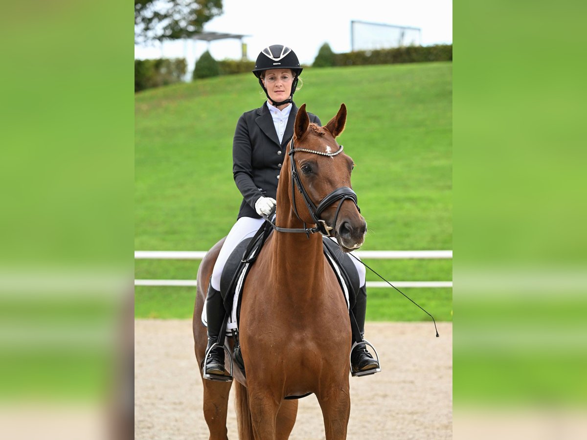German Sport Horse Mare 6 years 16,2 hh Chestnut-Red in Gomadingen