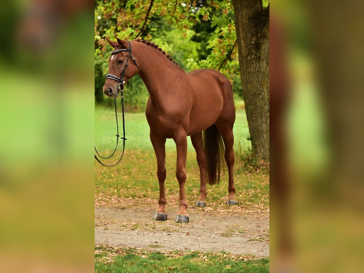 German Sport Horse Mare 6 years 16,3 hh Chestnut in Tatab&#xE1;nya