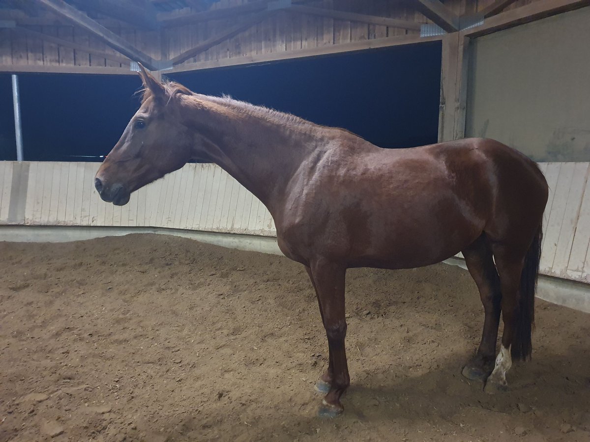 German Sport Horse Mare 6 years 17 hh Chestnut-Red in Nürtingen