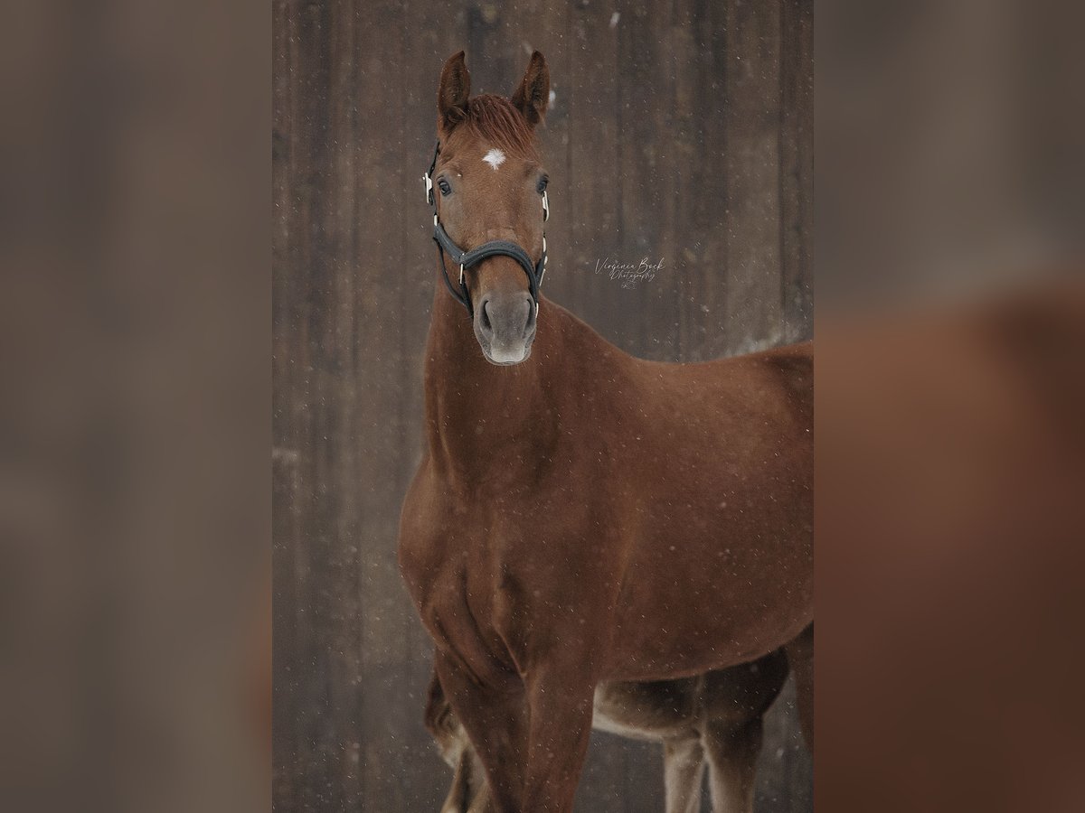 German Sport Horse Mare 6 years 17 hh Chestnut-Red in M&#xFC;ncheberg