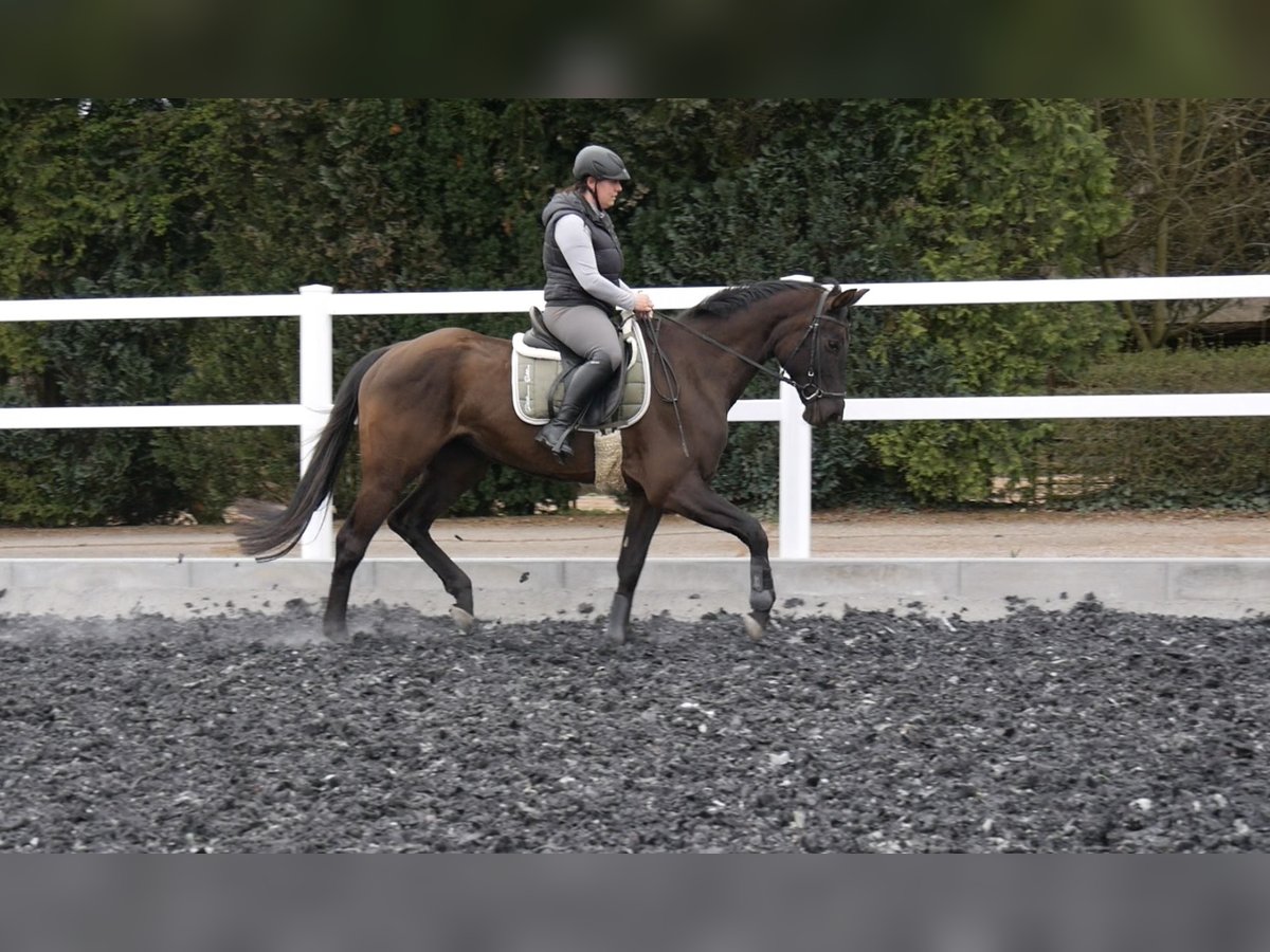 German Sport Horse Mare 6 years Black in Augustusburg