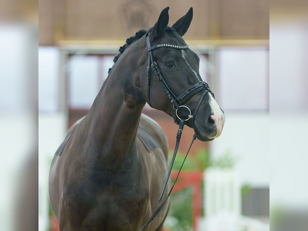 German Sport Horse Mare 6 years Black in Münster-Handorf