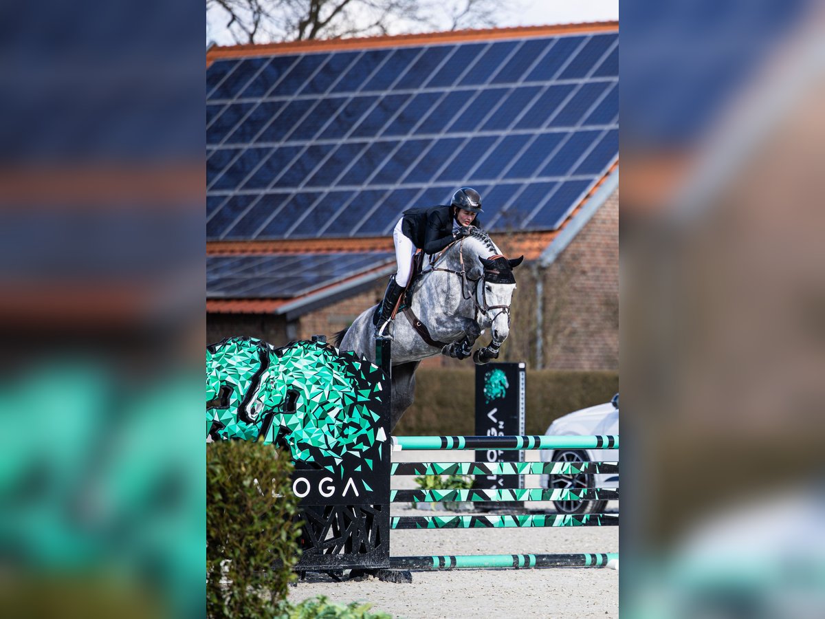 German Sport Horse Mare 6 years Grey in Opglabbeek