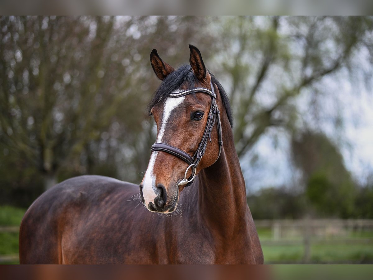 German Sport Horse Mare 7 years 16,1 hh Bay-Dark in Riedstadt