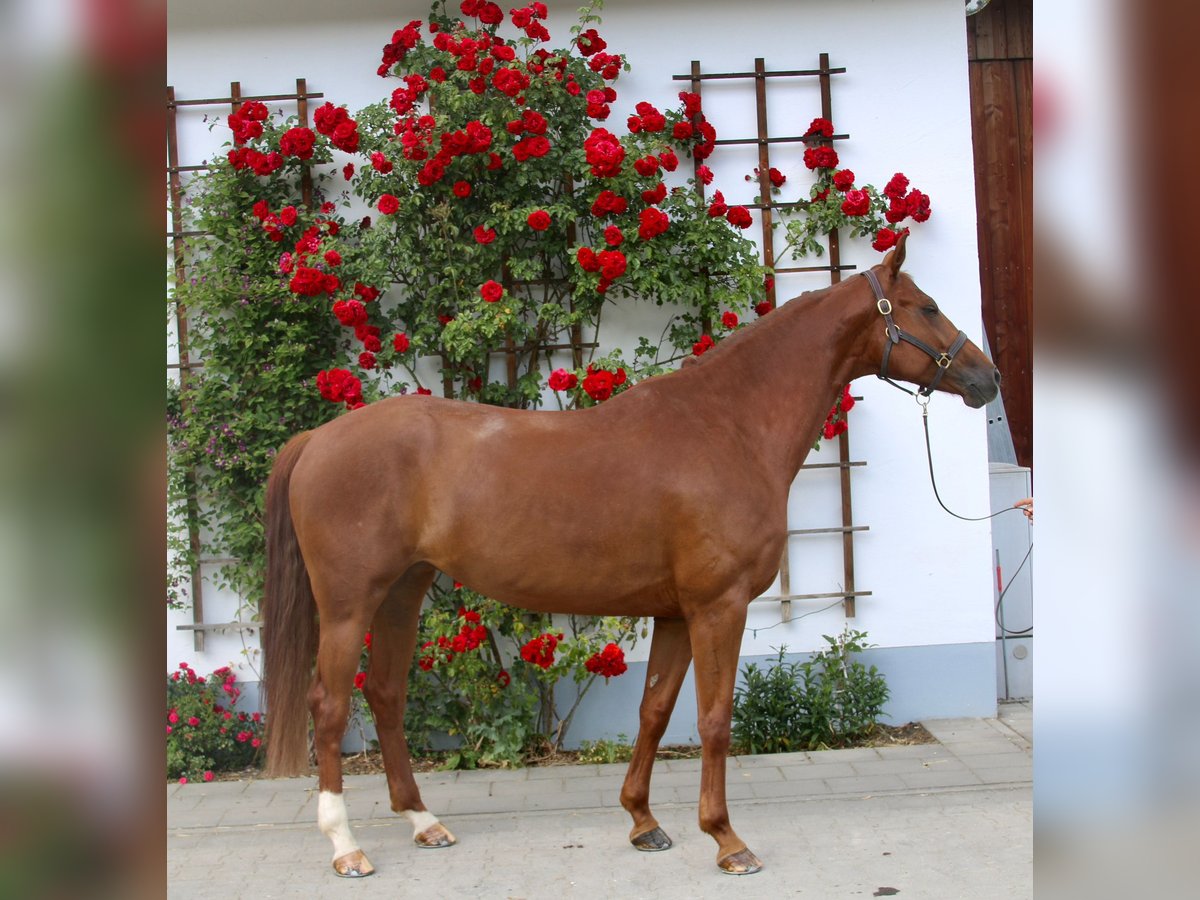 German Sport Horse Mare 7 years 16,1 hh Chestnut in Erharting