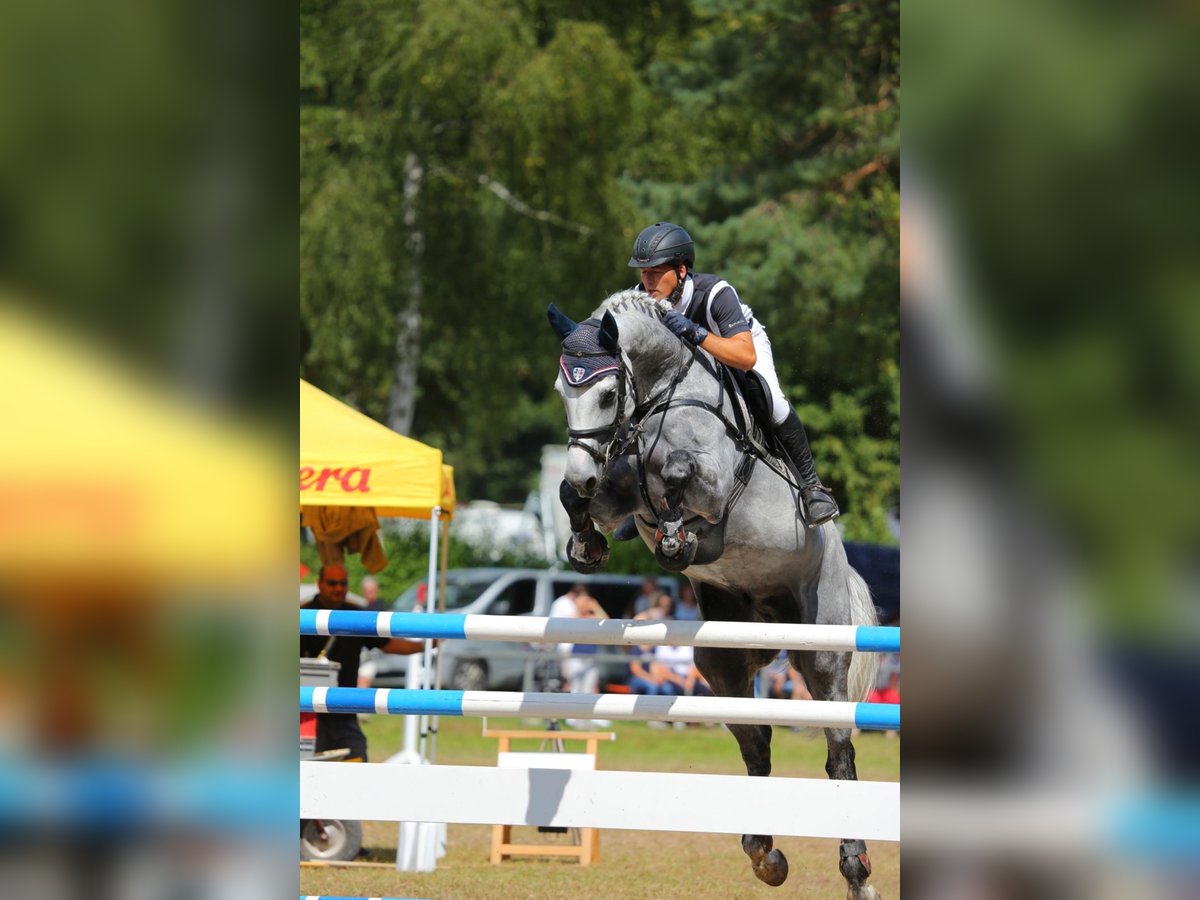 German Sport Horse Mare 7 years 16,1 hh Gray in Neunkirchen