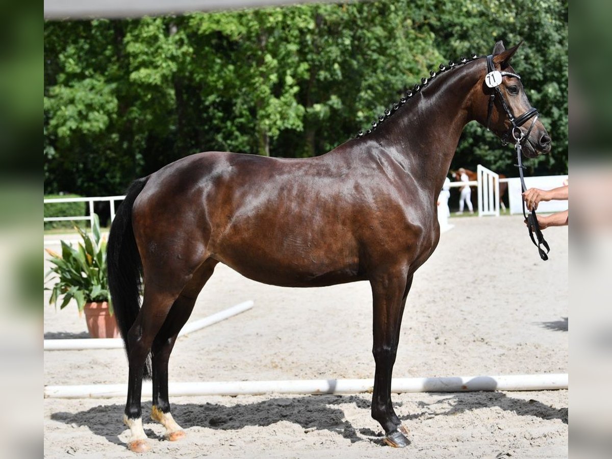 German Sport Horse Mare 7 years 16,2 hh Bay-Dark in Zeulenroda