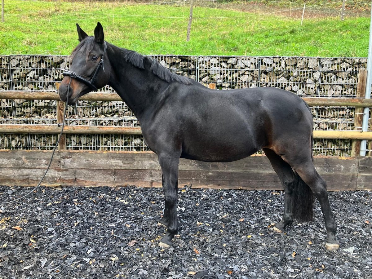 German Sport Horse Mare 7 years 16,2 hh Brown in Baden-Baden