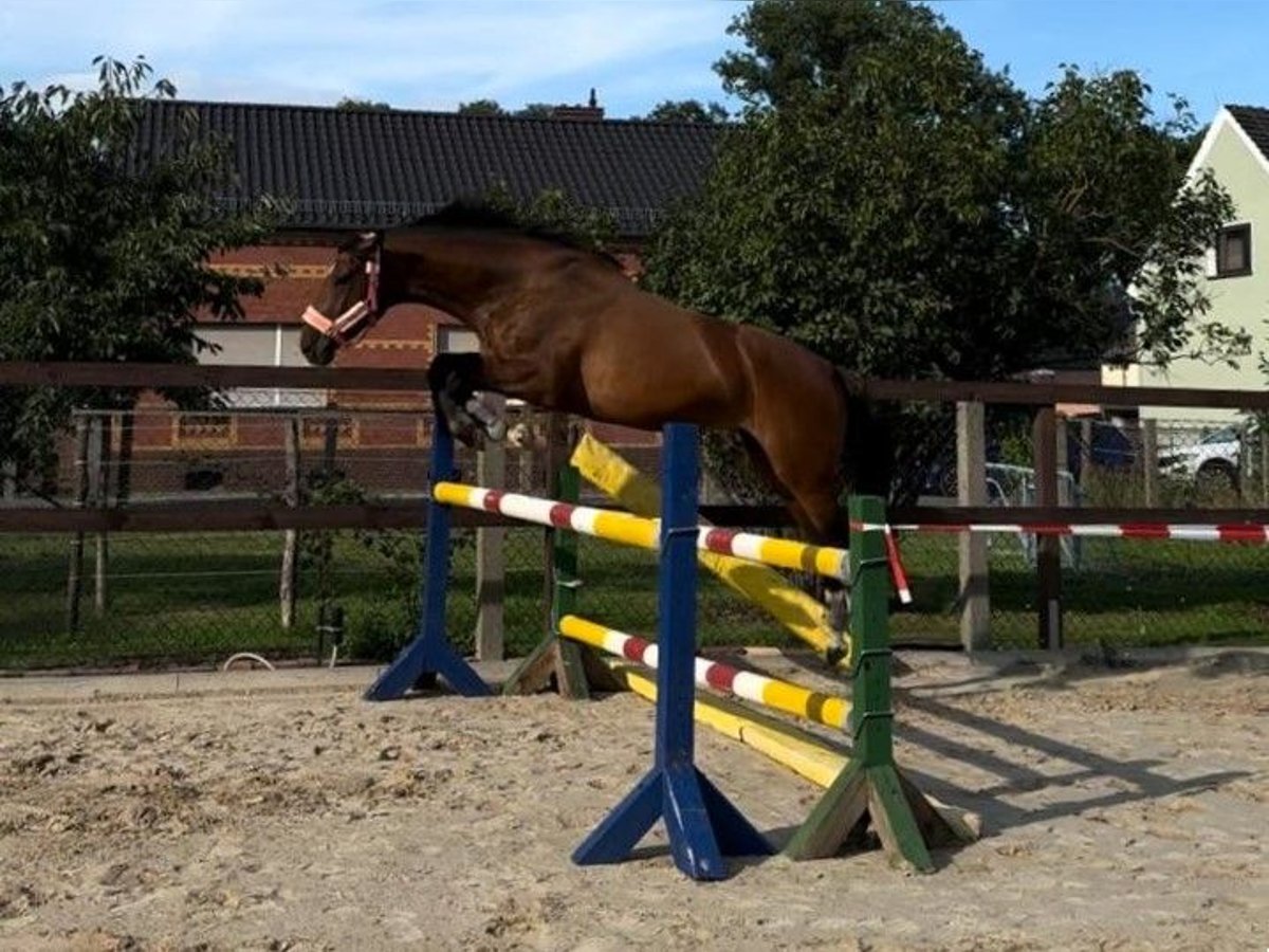 German Sport Horse Mare 7 years 16,2 hh Brown in Vetschau