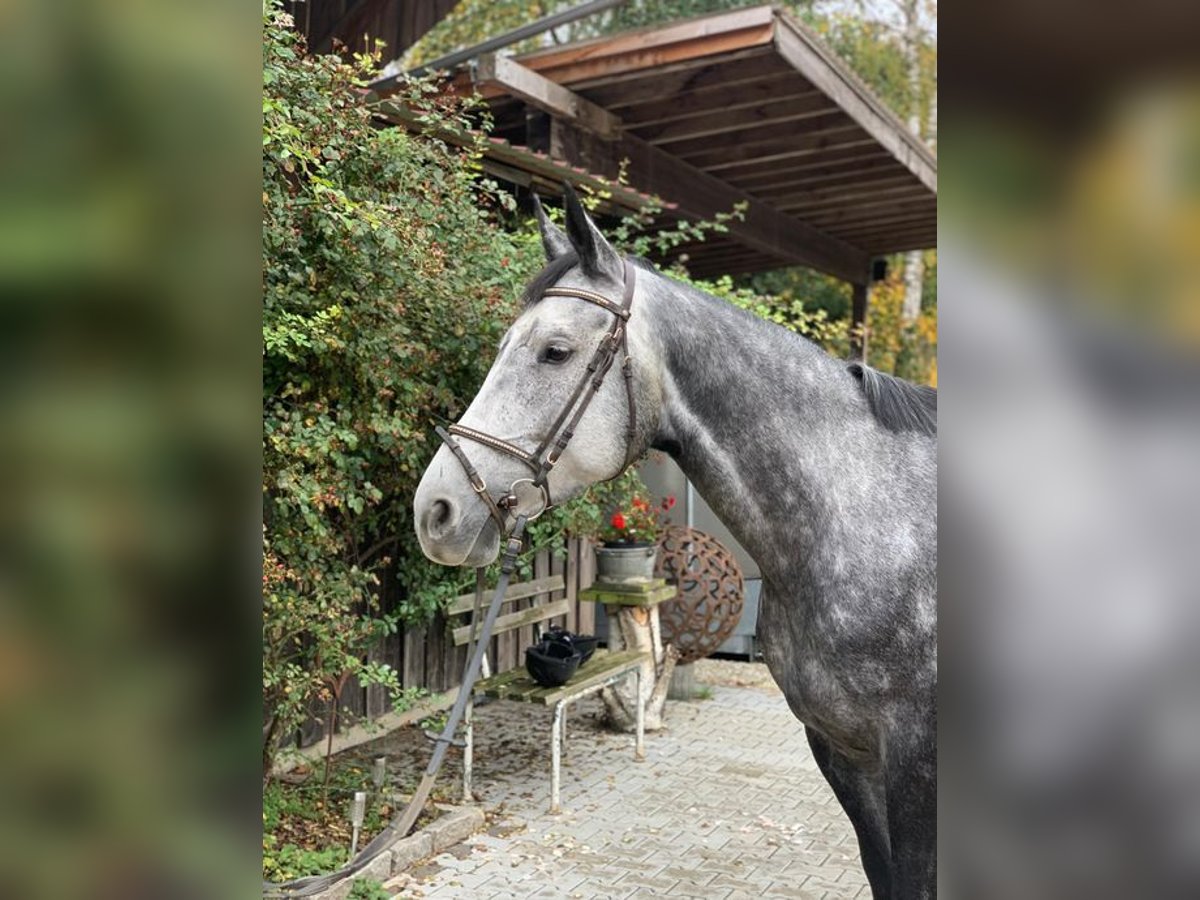 German Sport Horse Mare 7 years 16,2 hh Gray in Loiching