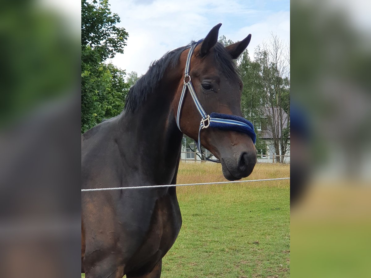 German Sport Horse Mare 7 years 16,3 hh Bay-Dark in Soest