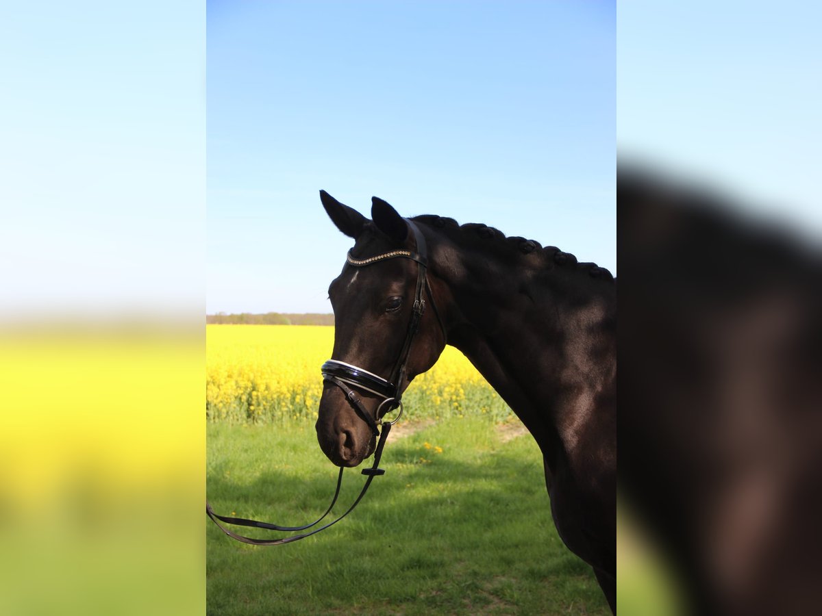 German Sport Horse Mare 7 years 16,3 hh Black in Büddenstedt