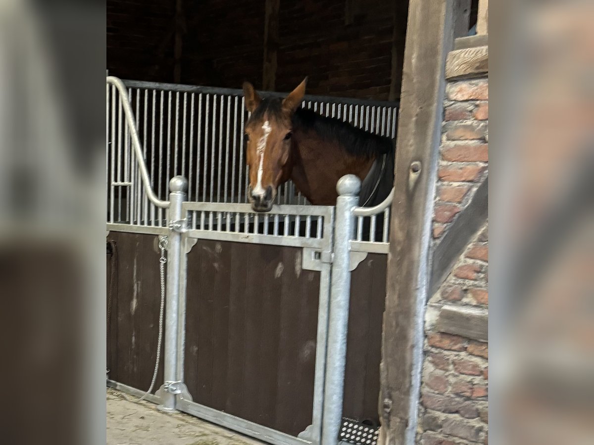 German Sport Horse Mare 7 years 16,3 hh Brown in Dülmen