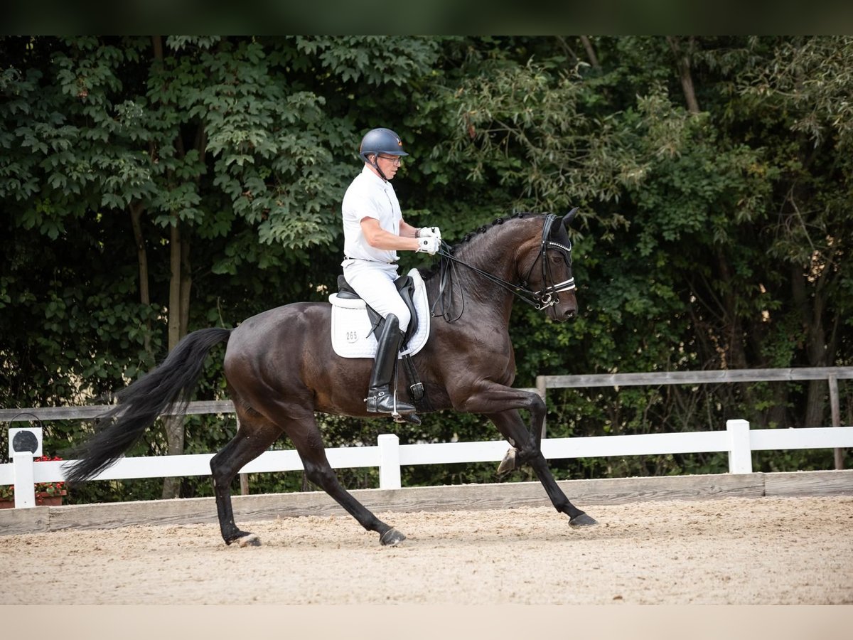 German Sport Horse Mare 7 years 16,3 hh Smoky-Black in Ubstadt-Weiher