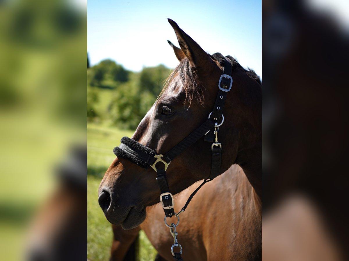 German Sport Horse Mare 7 years 16 hh Bay-Dark in L&#xF6;rrach