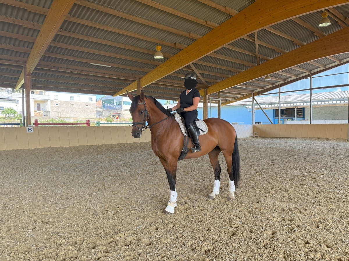 German Sport Horse Mare 7 years 16,1 hh Brown in Gro&#xDF;rinderfeld