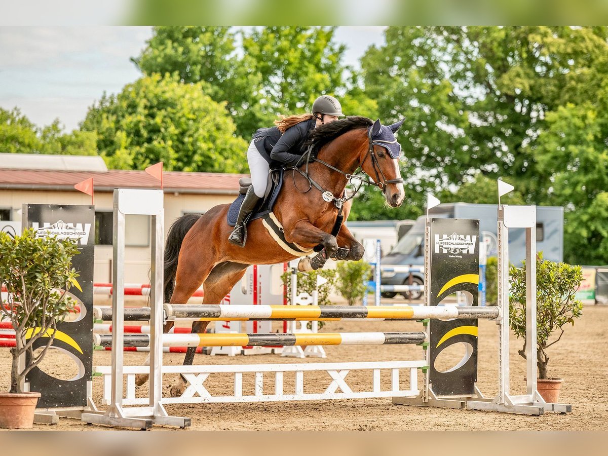 German Sport Horse Mare 7 years 16,1 hh Brown in Gro&#xDF;p&#xF6;sna