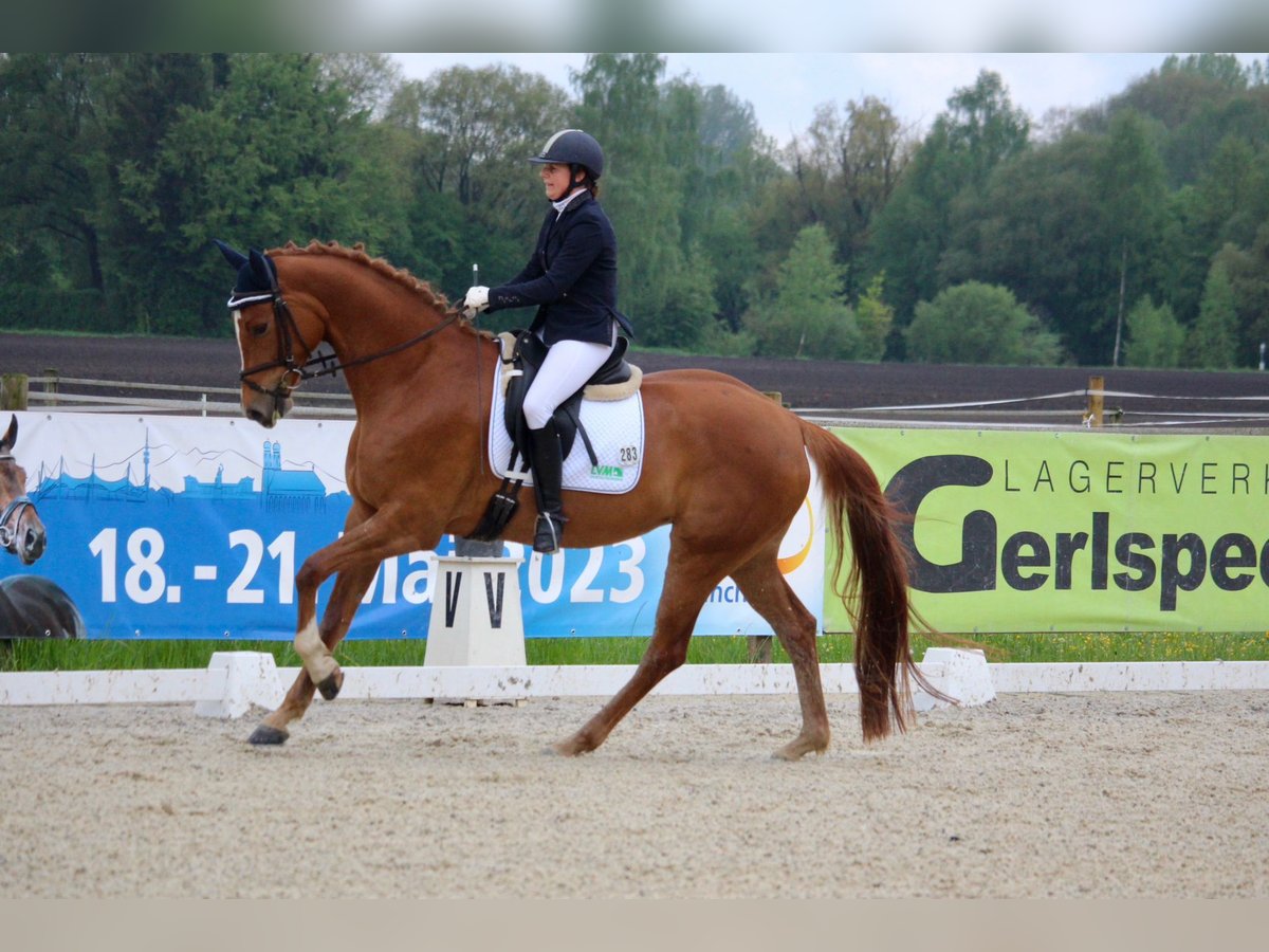 German Sport Horse Mare 7 years 16,2 hh Chestnut-Red in Hallbergmoos