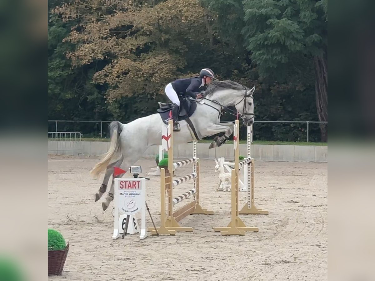 German Sport Horse Mare 7 years 16,2 hh Grey in Libbesdorf