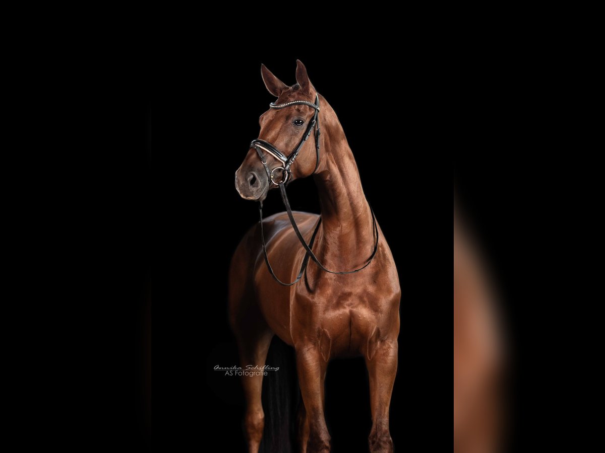 German Sport Horse Mare 7 years 17,3 hh Chestnut-Red in Herrenberg