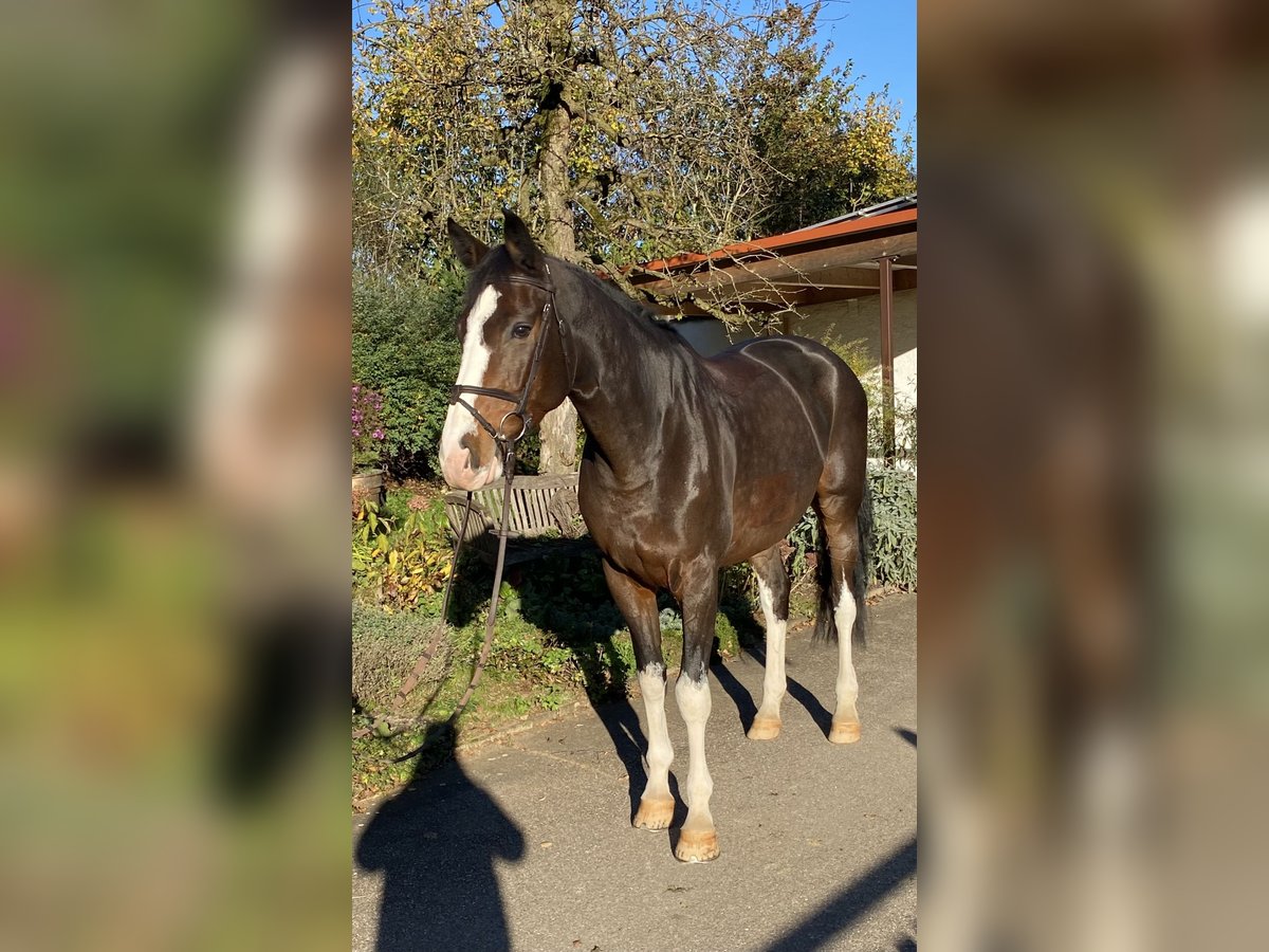 German Sport Horse Mare 7 years 17 hh Bay-Dark in Donzdorf
