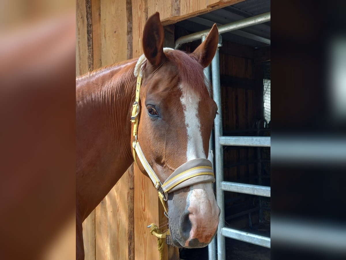 German Sport Horse Mare 7 years 17 hh Chestnut-Red in H&#xF6;flein