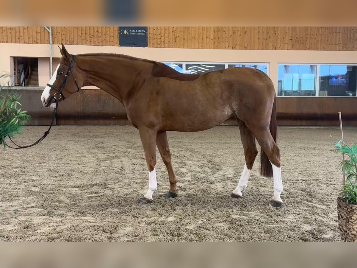 German Sport Horse Mare 7 years 17 hh Chestnut-Red in Gerstetten