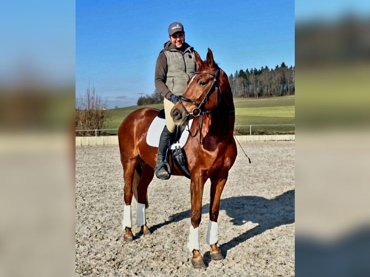 German Sport Horse Mare 8 years 16,1 hh Chestnut in Dunzenhausen