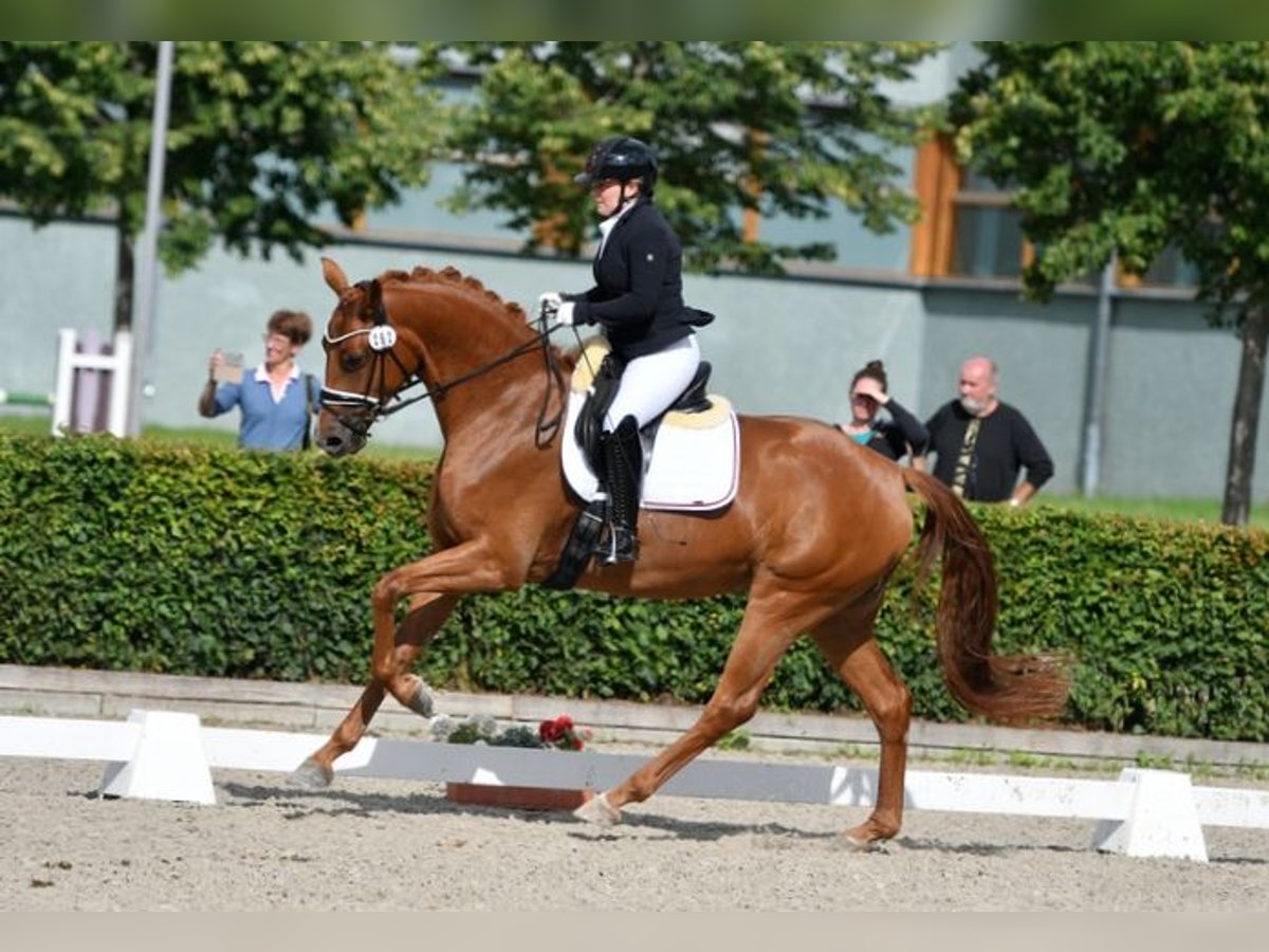 German Sport Horse Mare 8 years 16,1 hh Chestnut-Red in Bad Homburg vor der Höhe