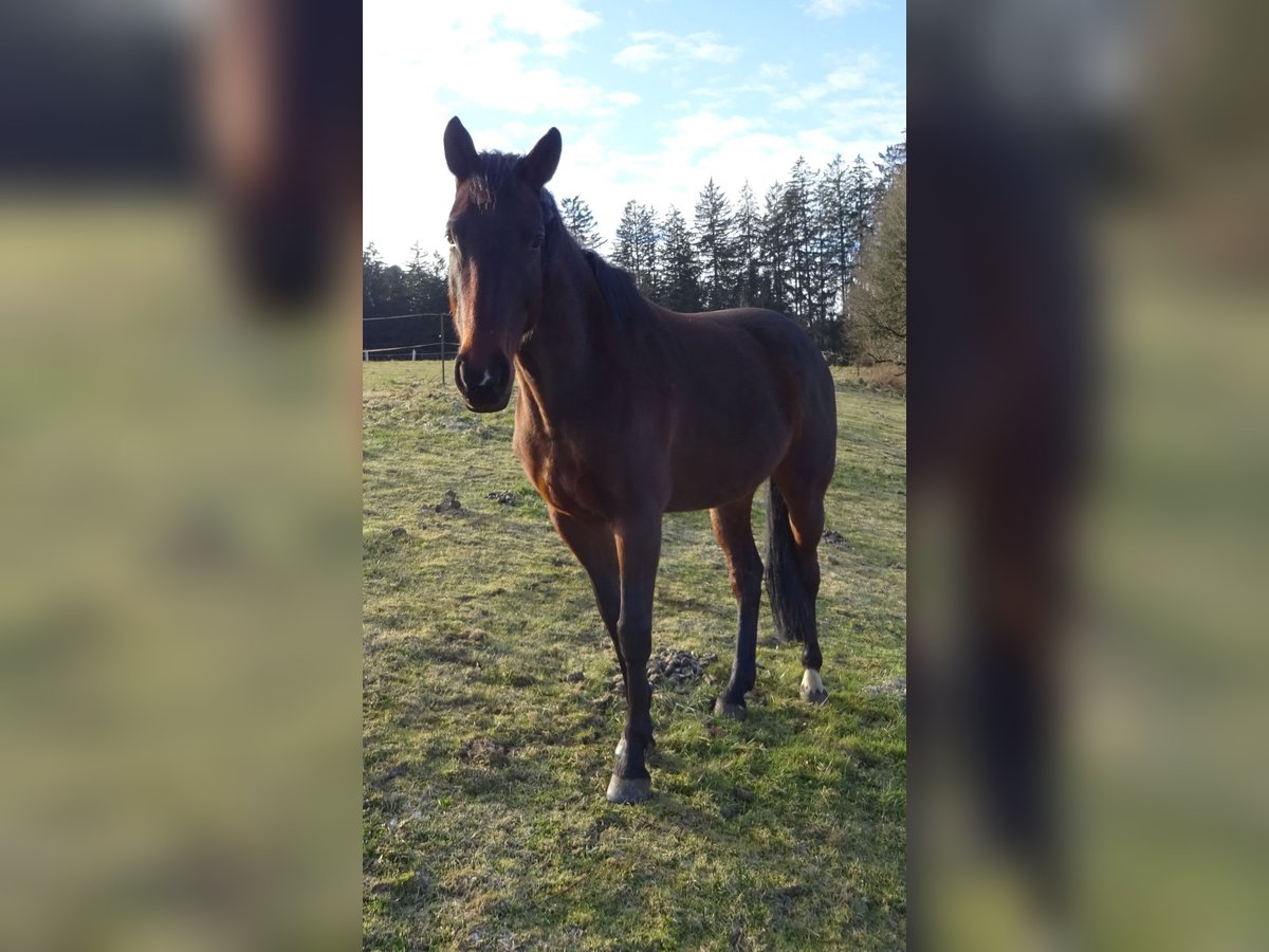 German Sport Horse Mare 8 years 16,2 hh Bay-Dark in Allershausen