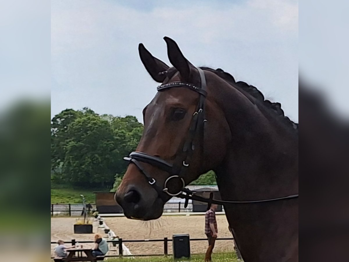 German Sport Horse Mare 8 years 16 hh Bay-Dark in Hj&#xF8;rring