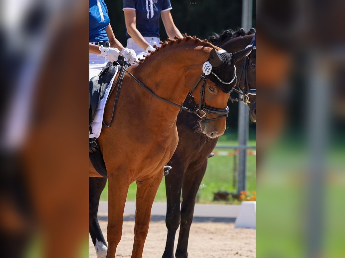 German Sport Horse Mare 8 years 16 hh Chestnut-Red in Herbolzheim