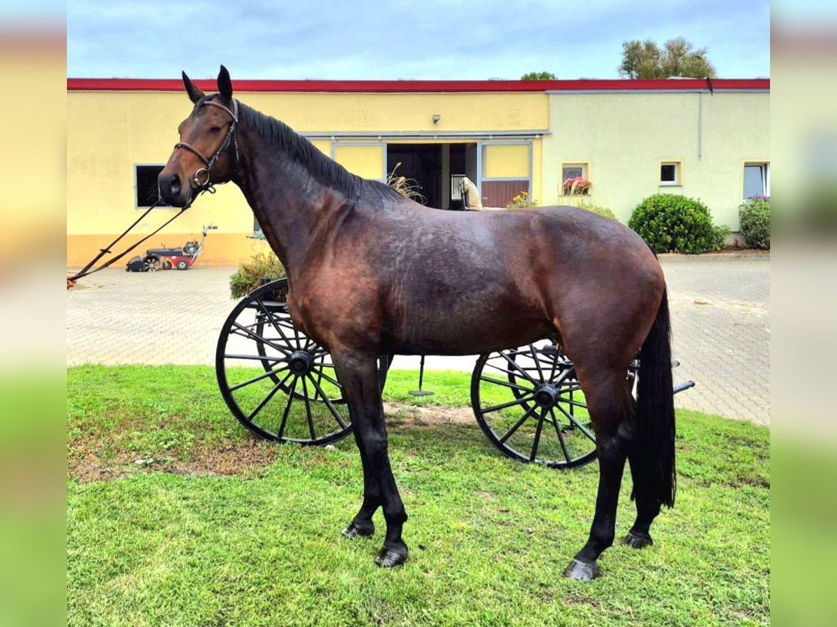 German Sport Horse Mare 8 years 16,1 hh Bay-Dark in Leipzig German Sport Horse Mare 8 years 16,1 hh Bay-Dark in Leipzig