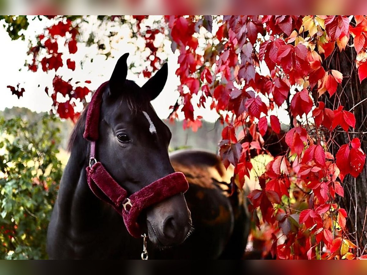 German Sport Horse Mare 8 years 16,1 hh Smoky-Black in Stendal