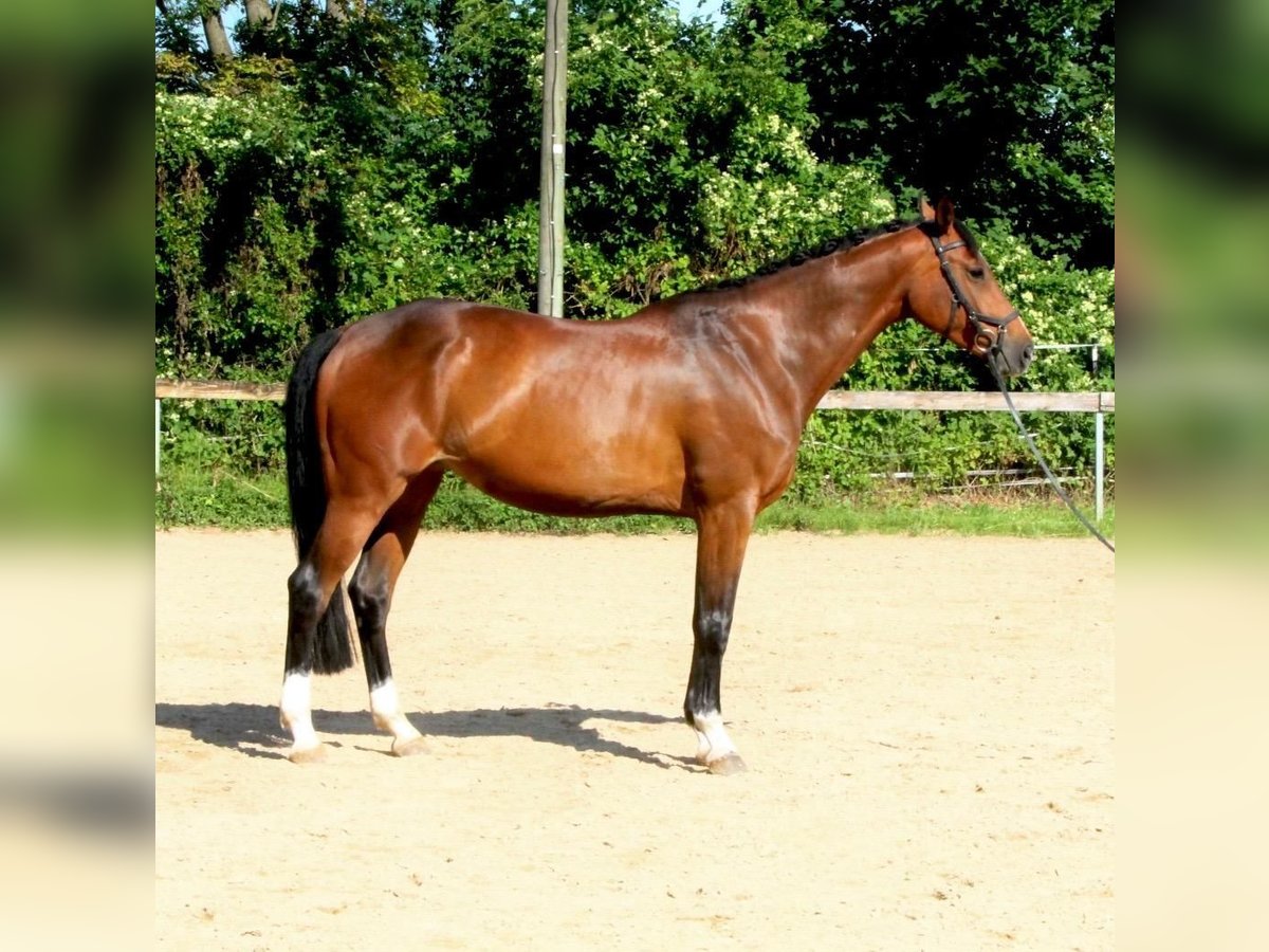 German Sport Horse Mare 8 years 16,2 hh Brown in Mansu&#xE9;
