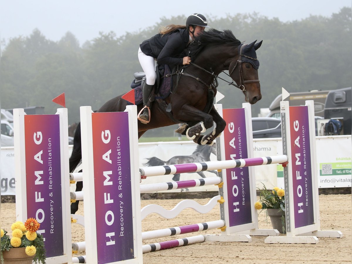 German Sport Horse Mare 8 years 16,2 hh Smoky-Black in Schlins