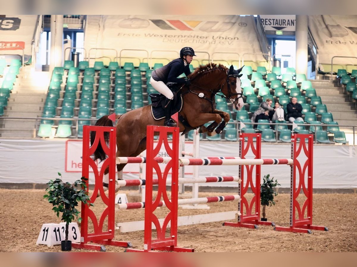 German Sport Horse Mare 8 years 17,1 hh Chestnut-Red in Gerstetten