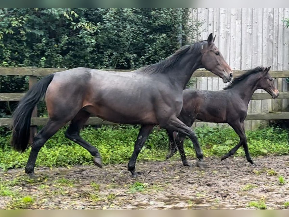 German Sport Horse Mare 8 years 17 hh Bay-Dark in Steinhorst