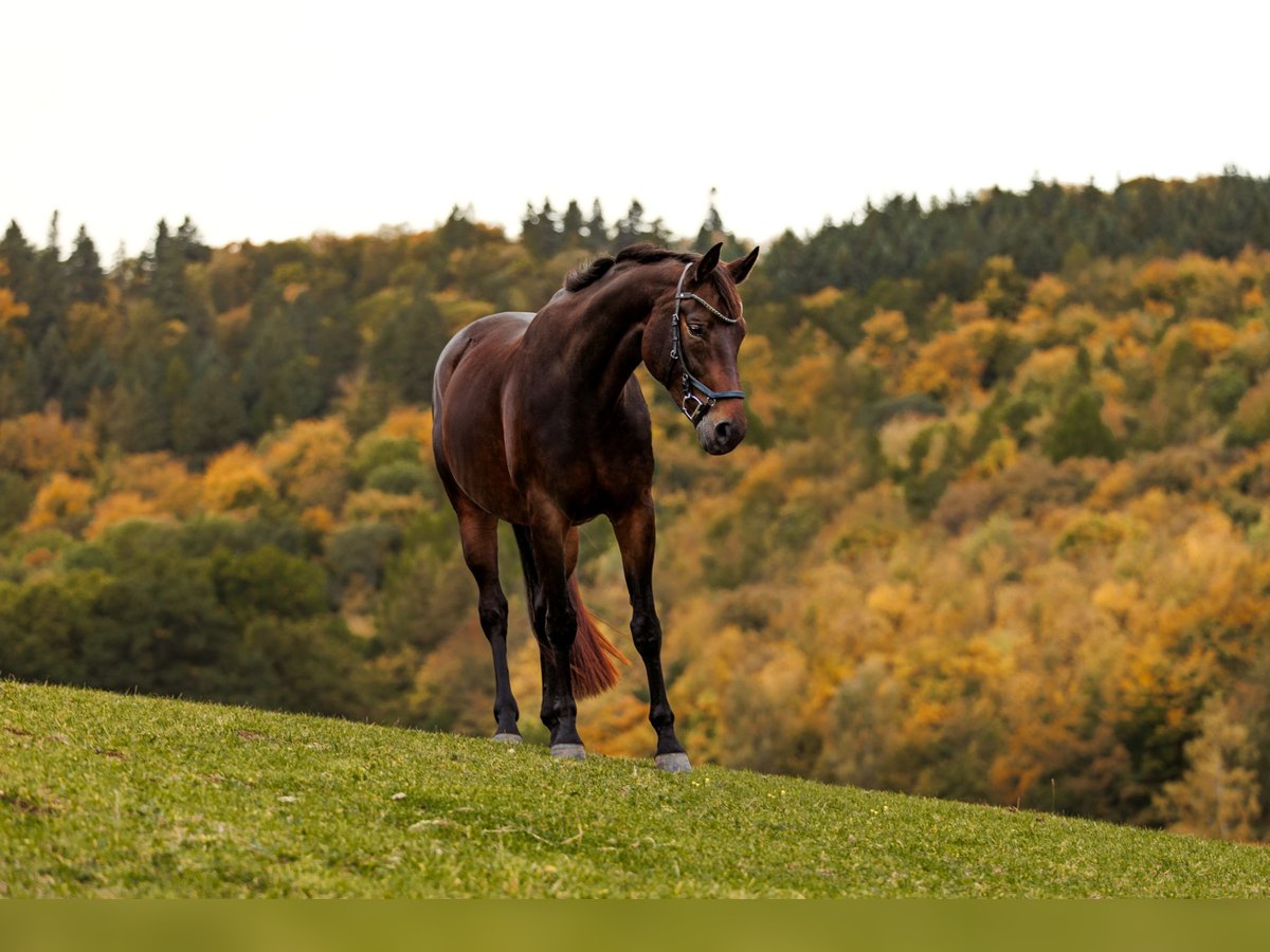 German Sport Horse Mare 9 years 16,1 hh Bay-Dark in Wald-Michelbach