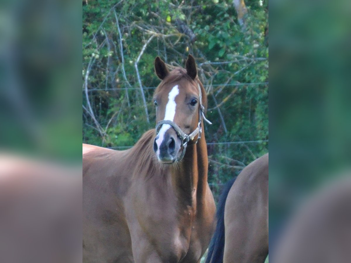 German Sport Horse Mare 9 years 16,1 hh Chestnut-Red in Nagold