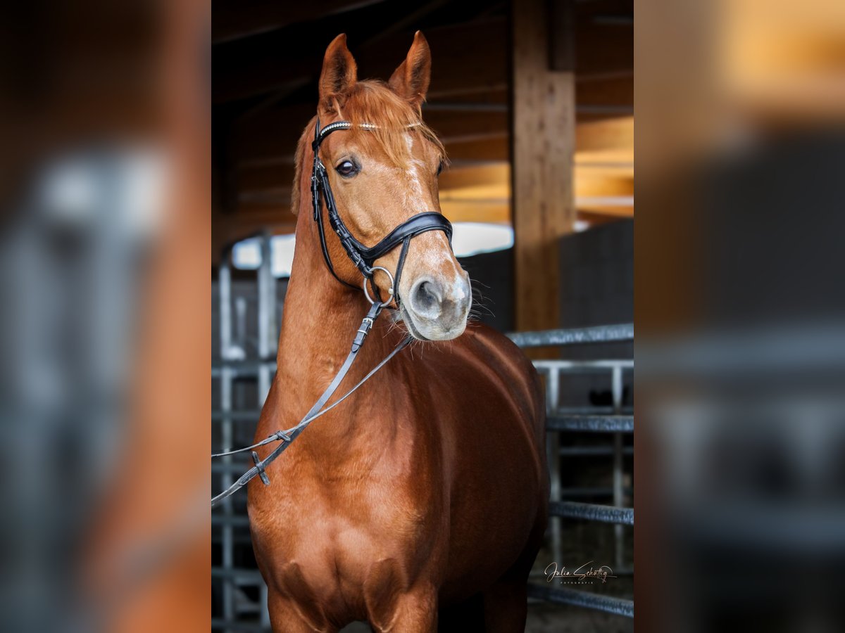 German Sport Horse Mare 9 years 16,1 hh Chestnut-Red in Kabelsketal