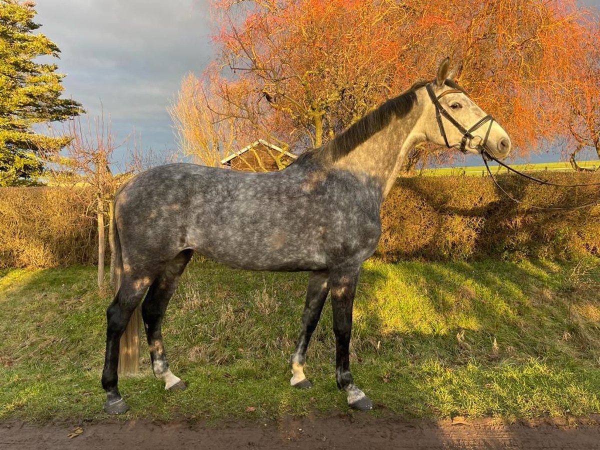 German Sport Horse Mare 9 years 16,1 hh Gray in Bad Liebenwerda