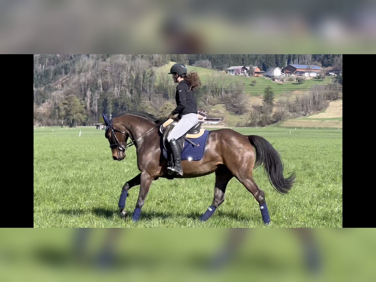 German Sport Horse Mare 9 years 16,1 hh Smoky-Black in Schlins
