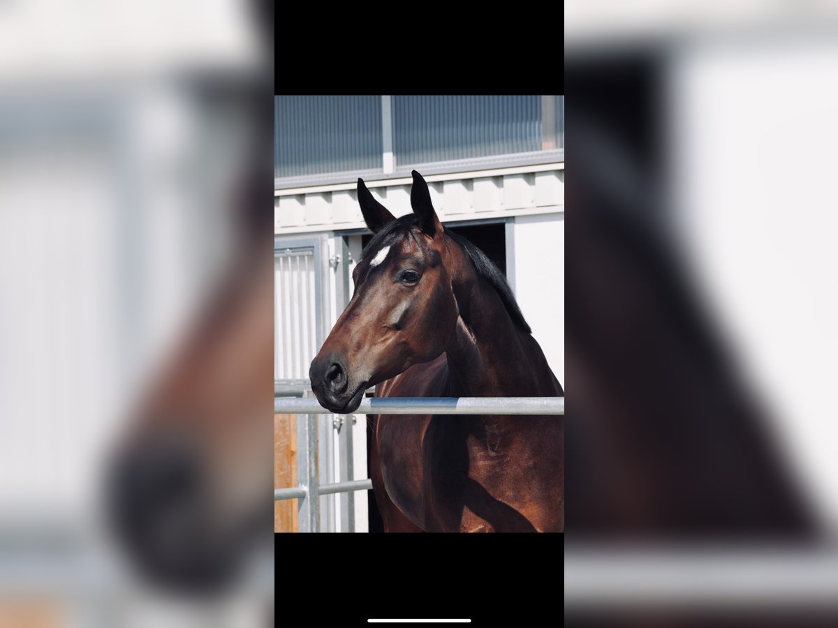 German Sport Horse Mare 9 years 16,1 hh Smoky-Black in Ilsfeld