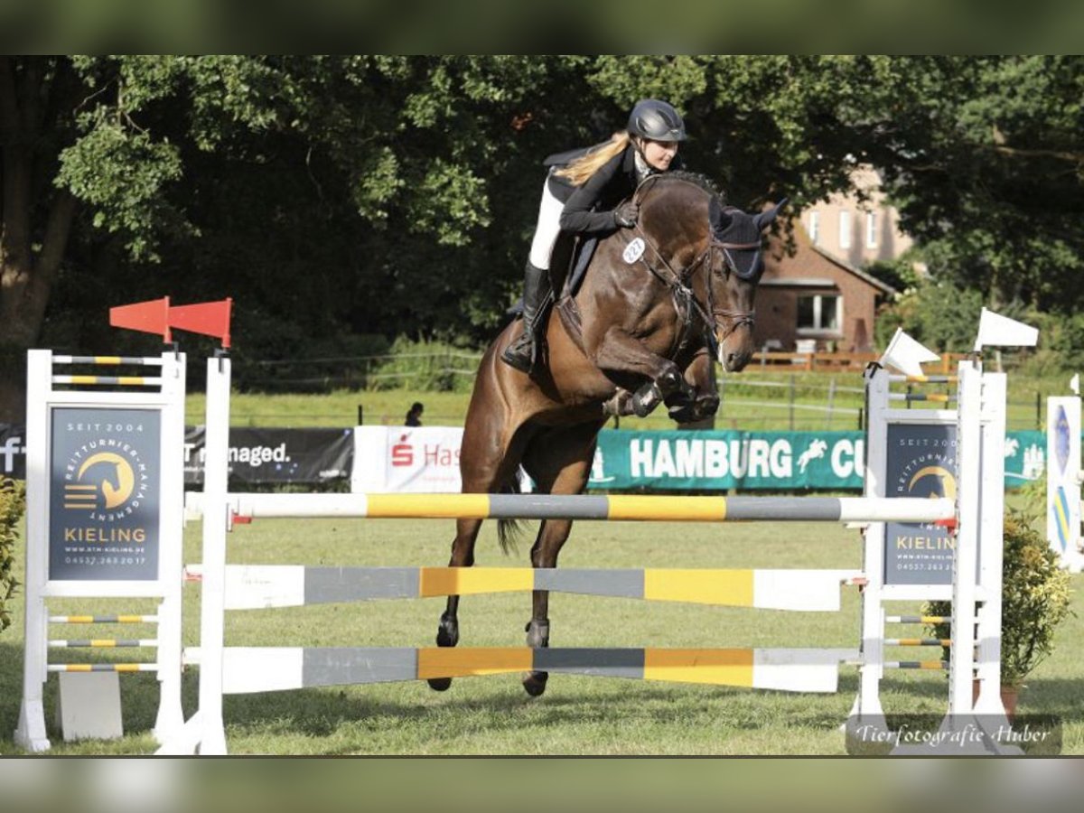 German Sport Horse Mare 9 years 16 hh Bay-Dark in Rottstock