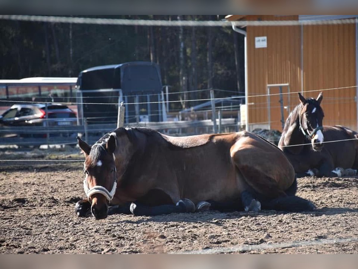 German Sport Horse Mare 9 years 16 hh Brown in Windischeschenbach