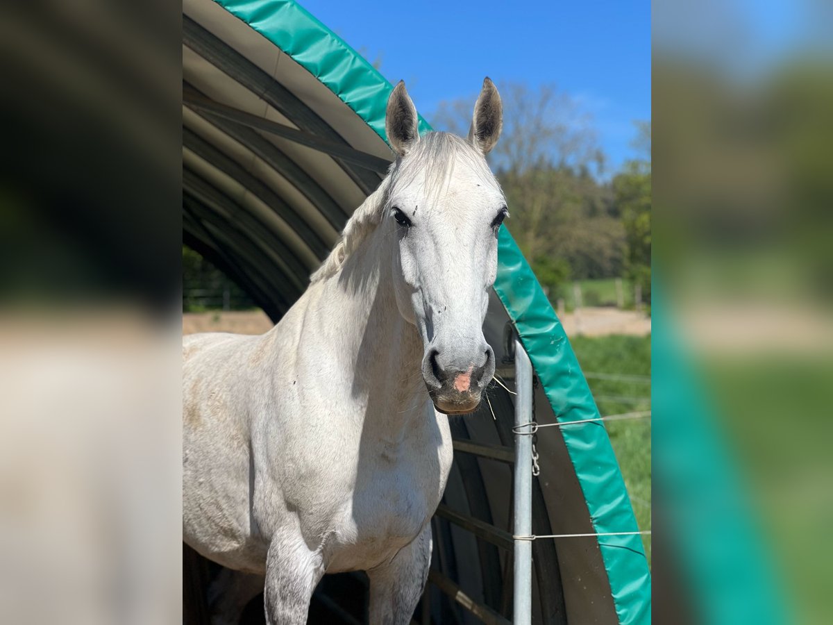 German Sport Horse Mare 9 years 16 hh Grey in Korbach