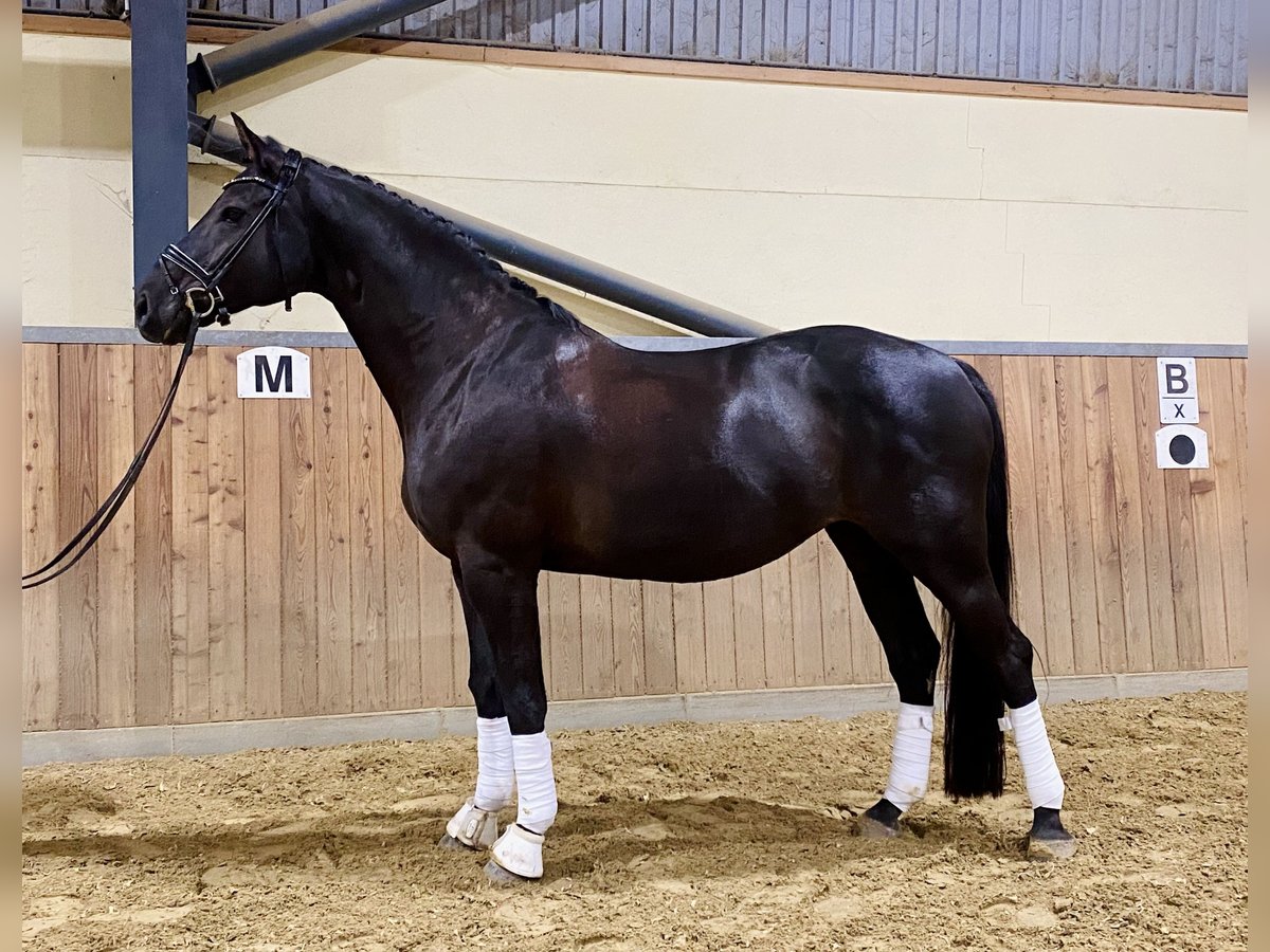 German Sport Horse Mare 9 years 16,1 hh Black in Essen