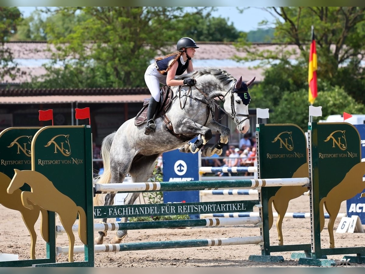 German Sport Horse Mare 9 years 16,1 hh Grey in Einbeck