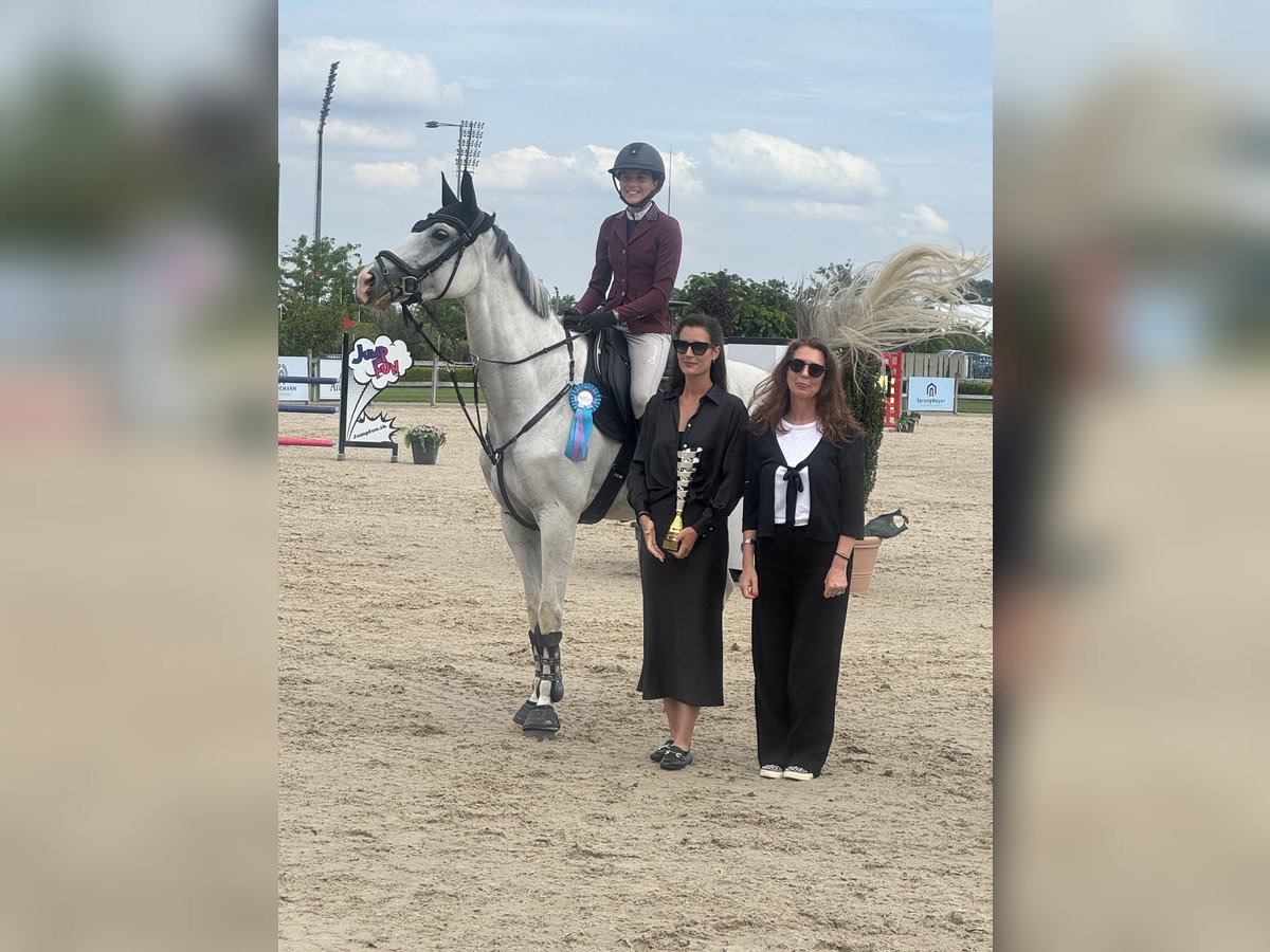 German Sport Horse Mare 9 years 16,1 hh Grey in Salzburg